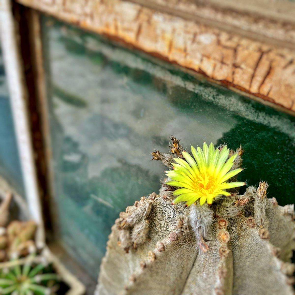 Daniel Lara tweet media