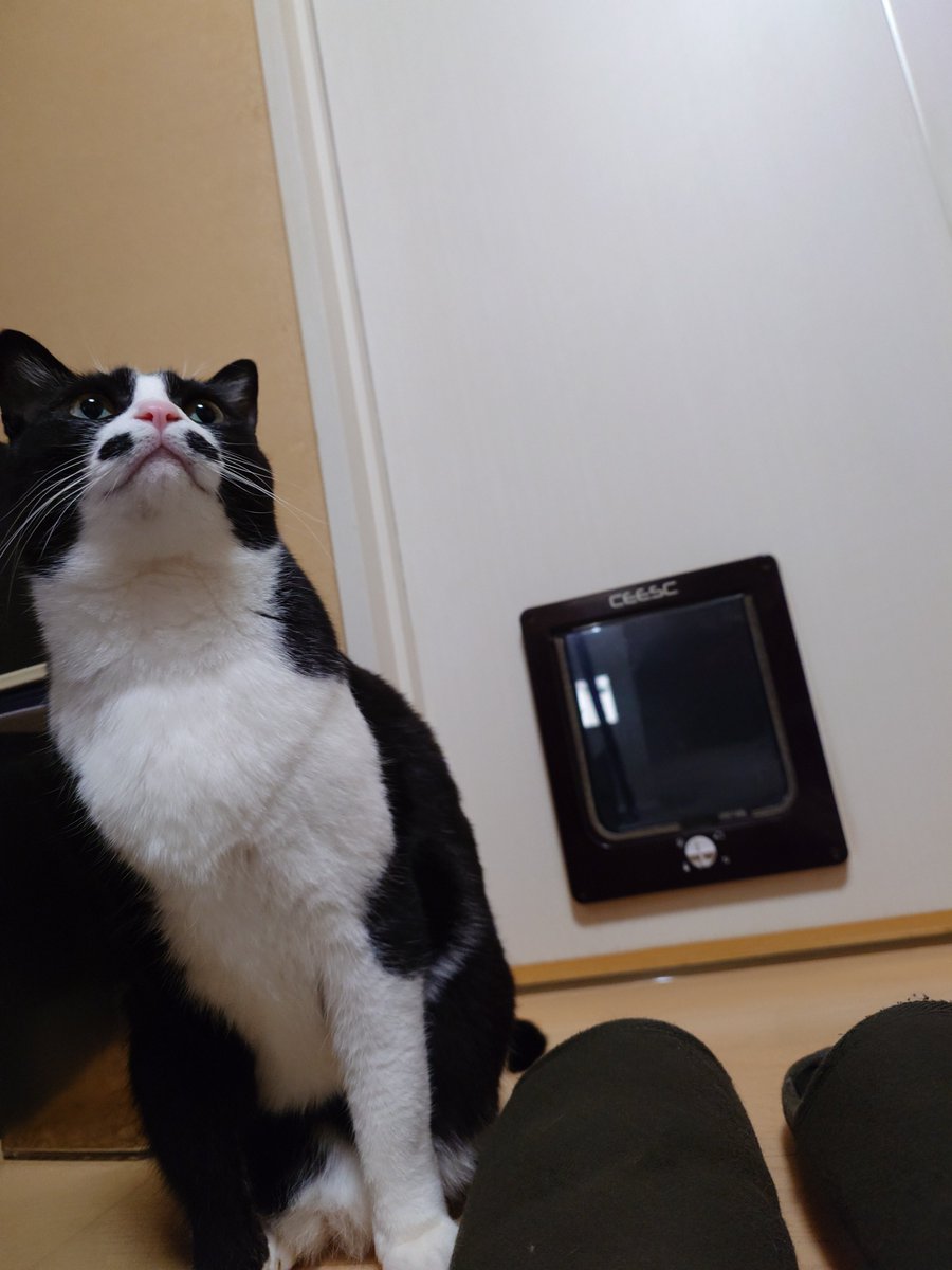 2/11☔おっはんにゃーん🐈‍⬛✨🐈🐾 絆那ちゃんが起きてきました✨