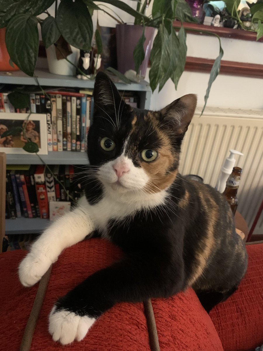minky goblin tweet media