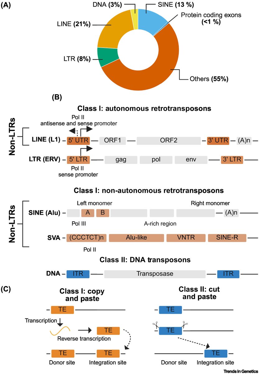 Mobile DNA tweet media