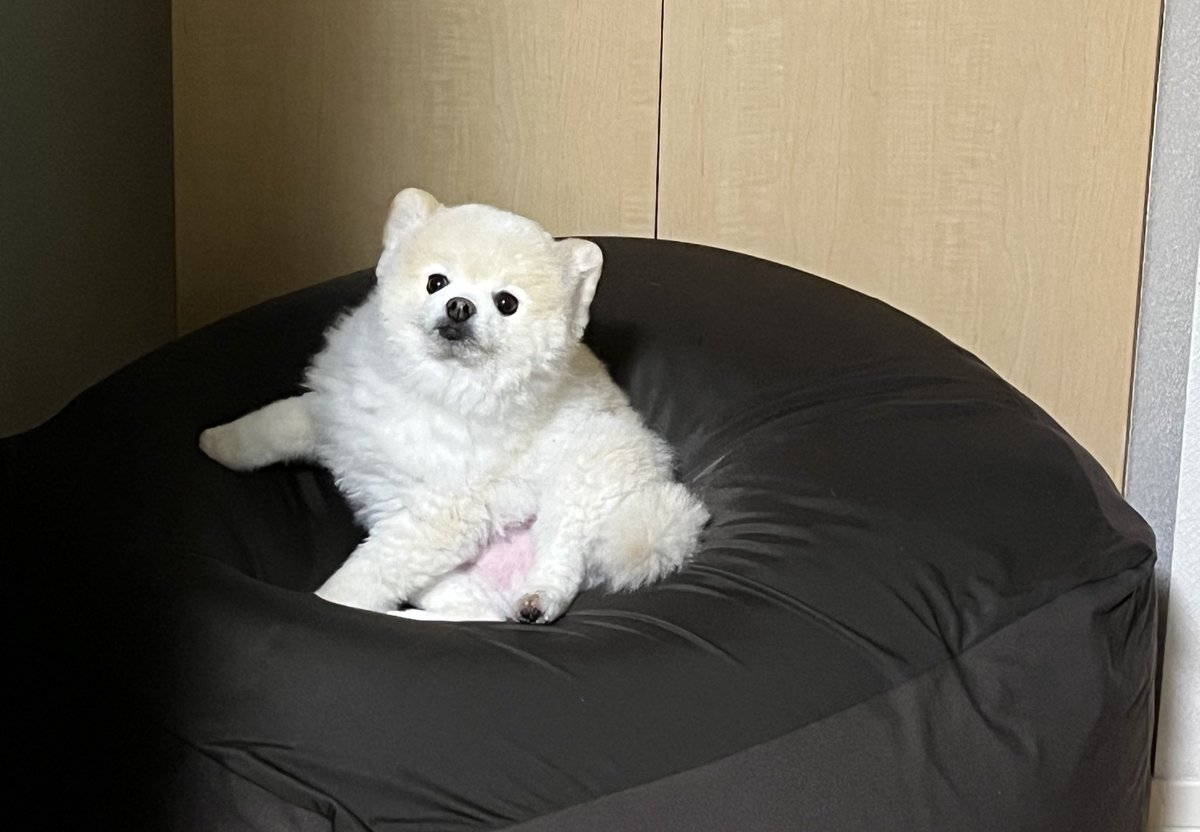 ぽんすけ大先生 (@yuyuyuyumee) / Posts / X