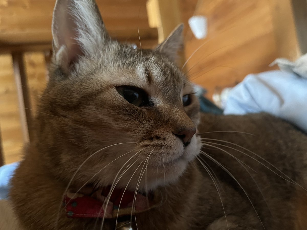 寝ぼけてるお嬢ちゃんおはよう