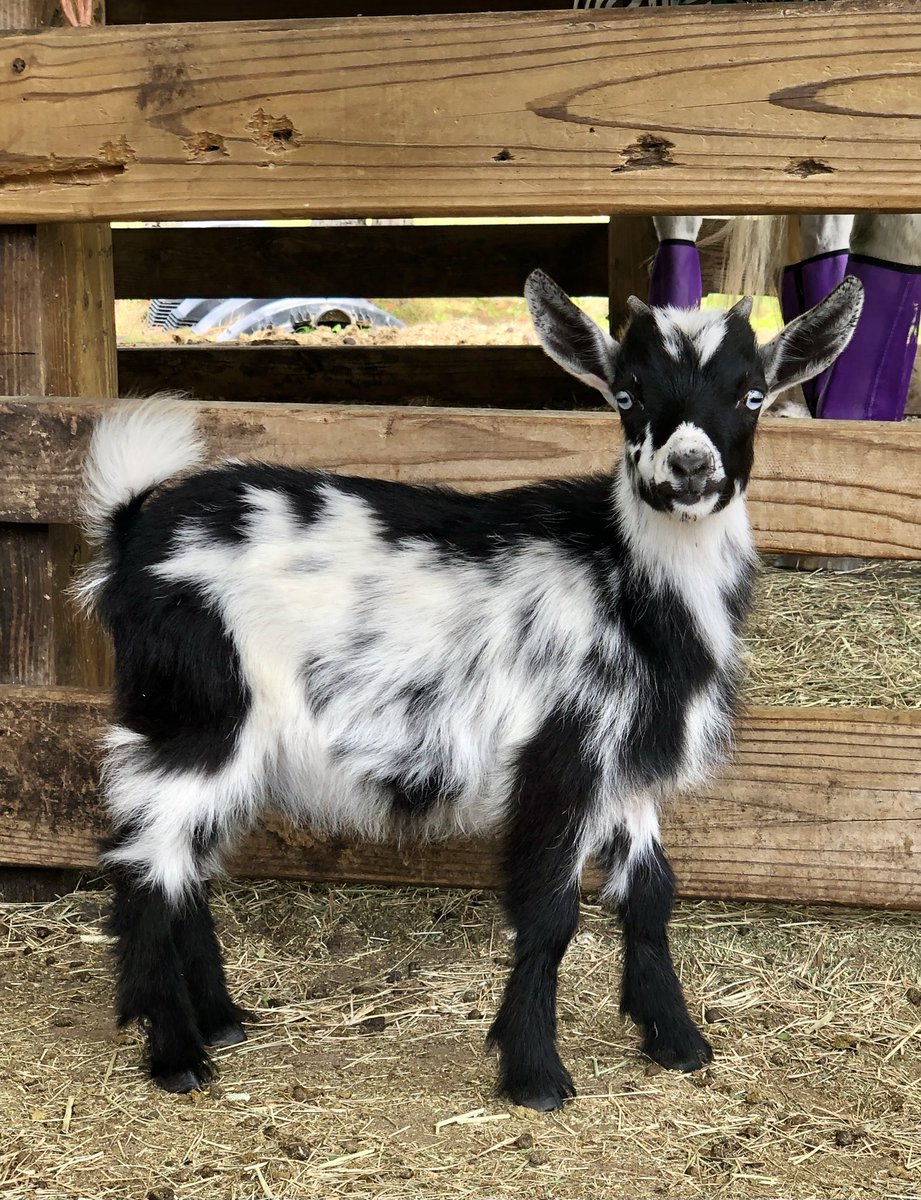 I am 20 followers away from getting to 1 k🙀 So exciting!