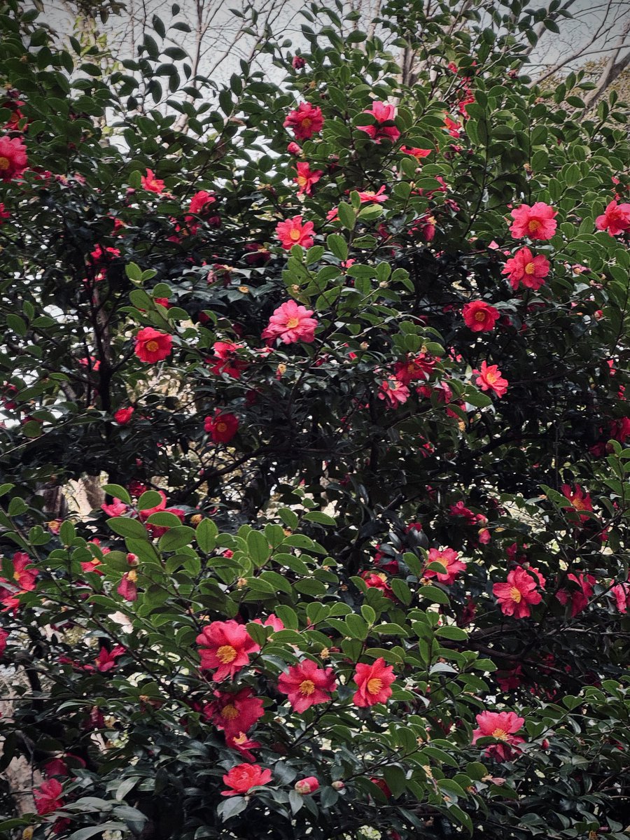 ☆人形遣いLUNEの独り言☆ tweet media