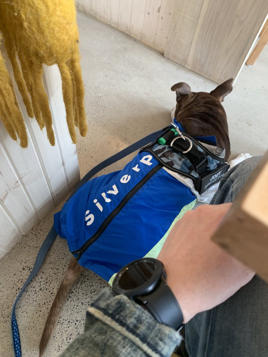 JoeyServiceDog's tweet photo. It’s fun when my daddy takes me to the coffee shop 😀❤️ https://t.co/3h76tYxO7J