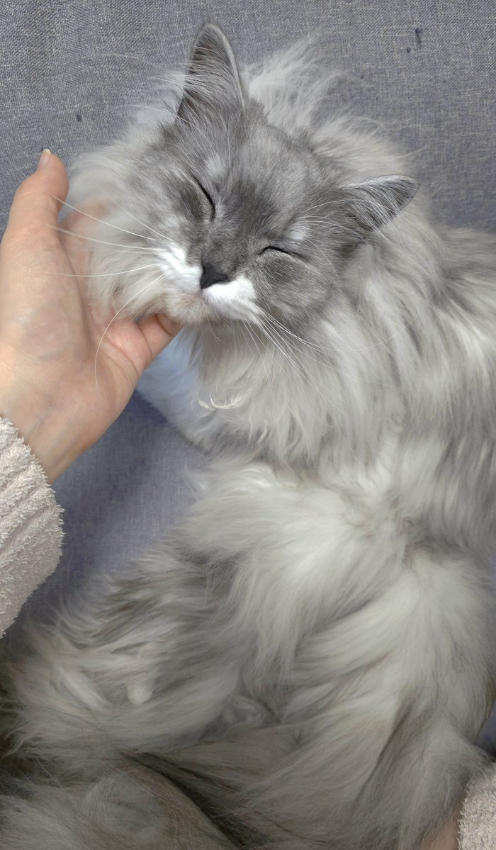 らんまる🐾 (@1224_ranmaru_jp) / Posts / X