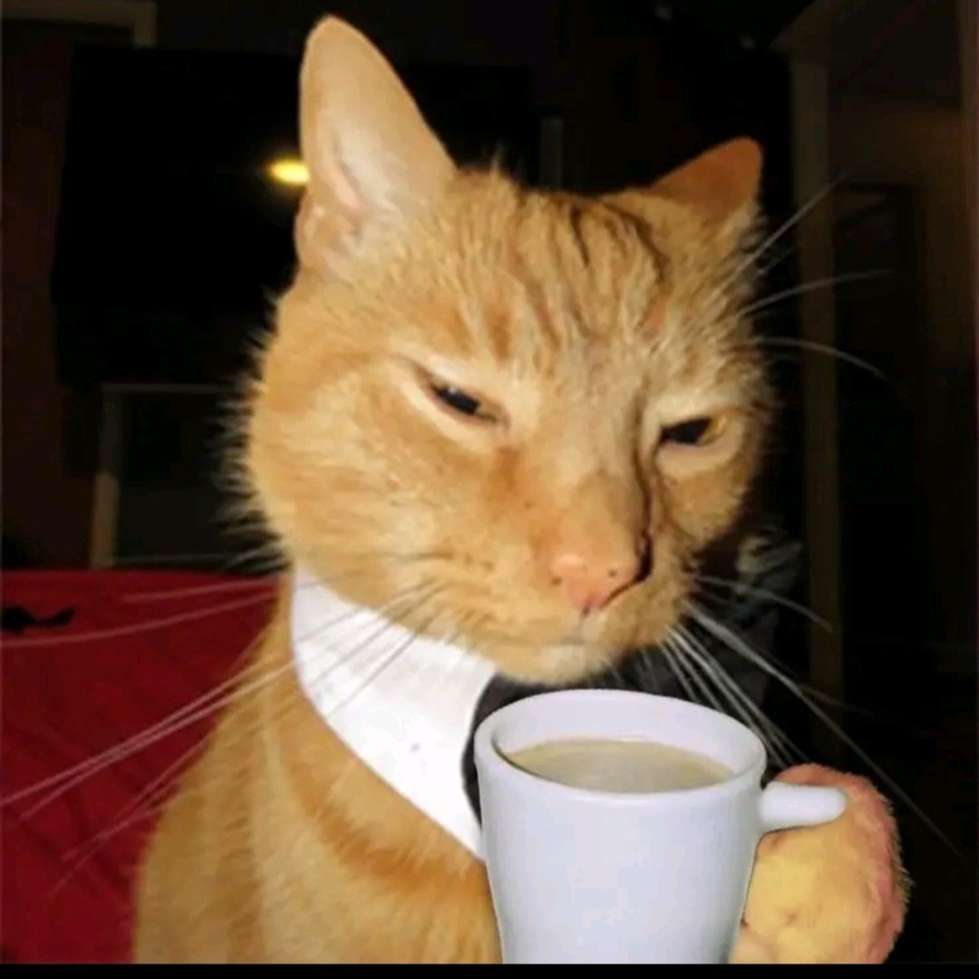 ṢÇØTT♟️💎 tweet media