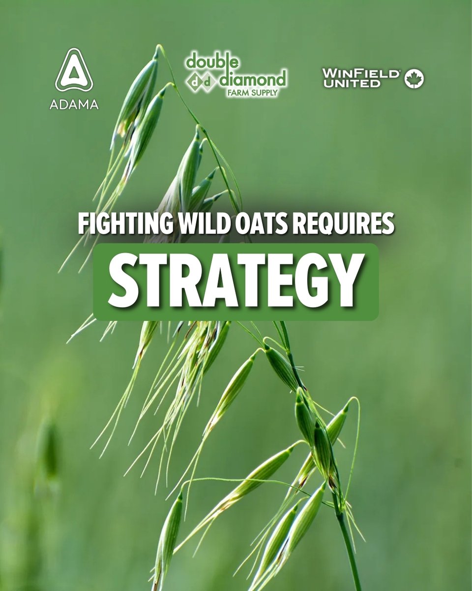 Double Diamond tweet media