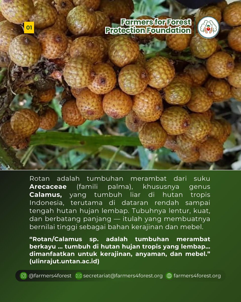 farmers4forest's tweet image. 🌿 Rotan Calamus spp.: Lebih dari Sekadar Bahan Kerajinan
Rotan dari genus Calamus adalah salah satu hasil hutan non-kayu penting di Indonesia.
repository.untad.ac.id/id/eprint/1159…
#farmers4forest
#PetaniPelindungHutan
#Rotan
#Calamus
#CalamusSpp
#HasilHutanNonKayu
#HutanAdat
#MasyarakatAdat