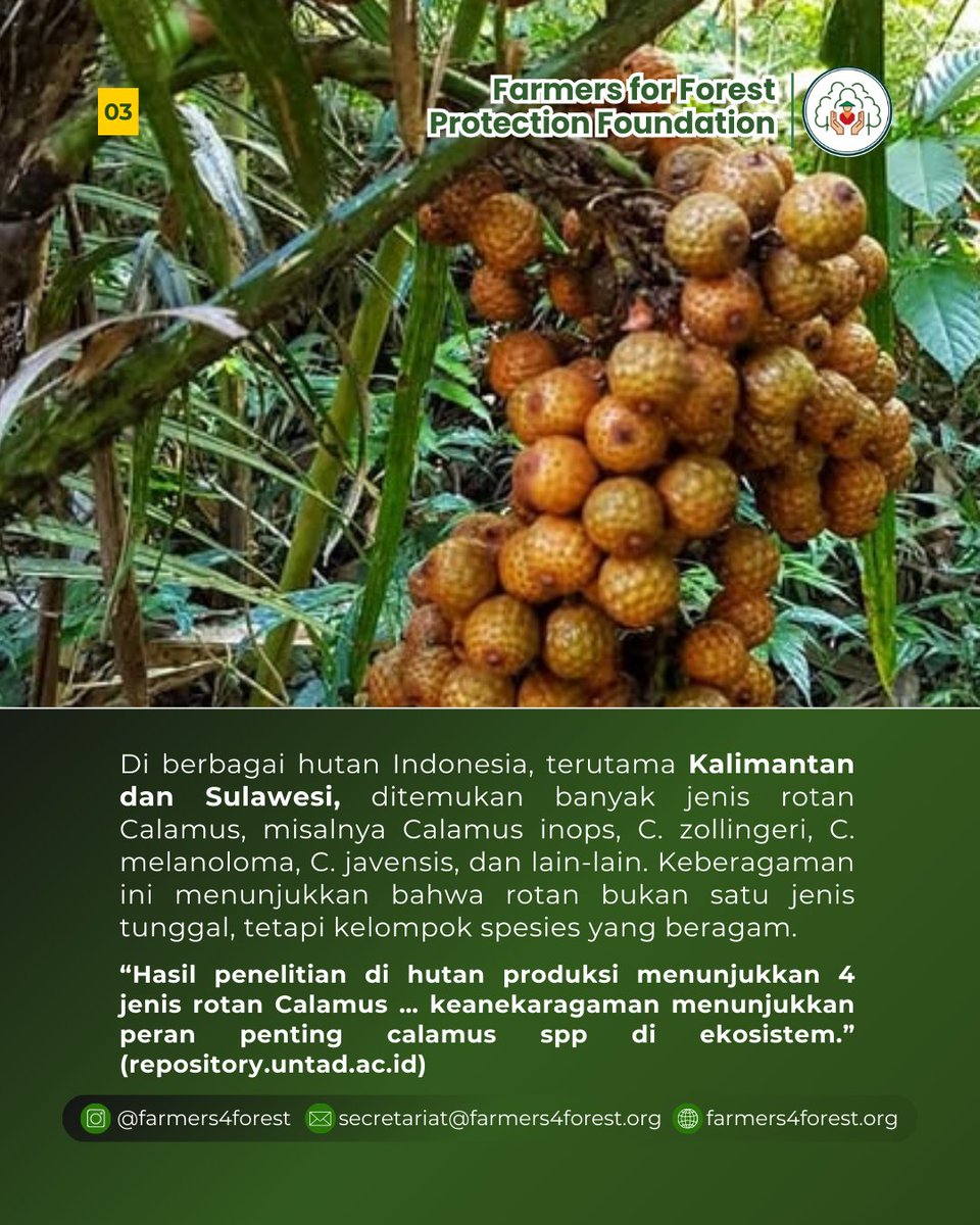 farmers4forest's tweet image. 🌿 Rotan Calamus spp.: Lebih dari Sekadar Bahan Kerajinan
Rotan dari genus Calamus adalah salah satu hasil hutan non-kayu penting di Indonesia.
repository.untad.ac.id/id/eprint/1159…
#farmers4forest
#PetaniPelindungHutan
#Rotan
#Calamus
#CalamusSpp
#HasilHutanNonKayu
#HutanAdat
#MasyarakatAdat