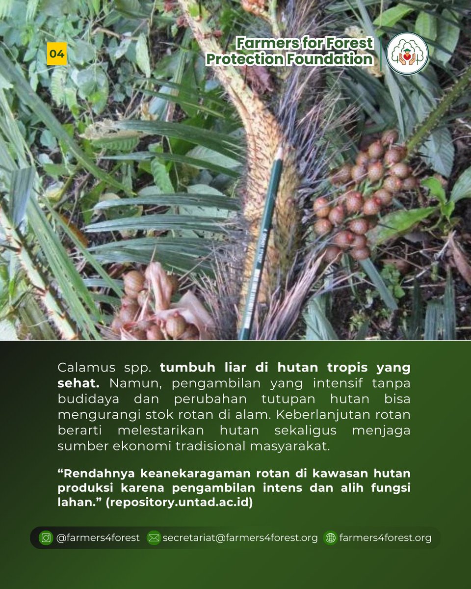 farmers4forest's tweet image. 🌿 Rotan Calamus spp.: Lebih dari Sekadar Bahan Kerajinan
Rotan dari genus Calamus adalah salah satu hasil hutan non-kayu penting di Indonesia.
repository.untad.ac.id/id/eprint/1159…
#farmers4forest
#PetaniPelindungHutan
#Rotan
#Calamus
#CalamusSpp
#HasilHutanNonKayu
#HutanAdat
#MasyarakatAdat
