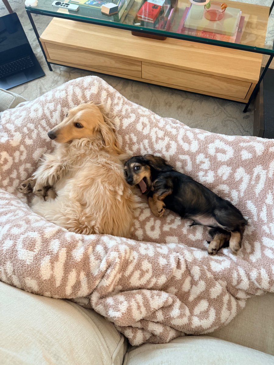 Danielle Radin tweet media