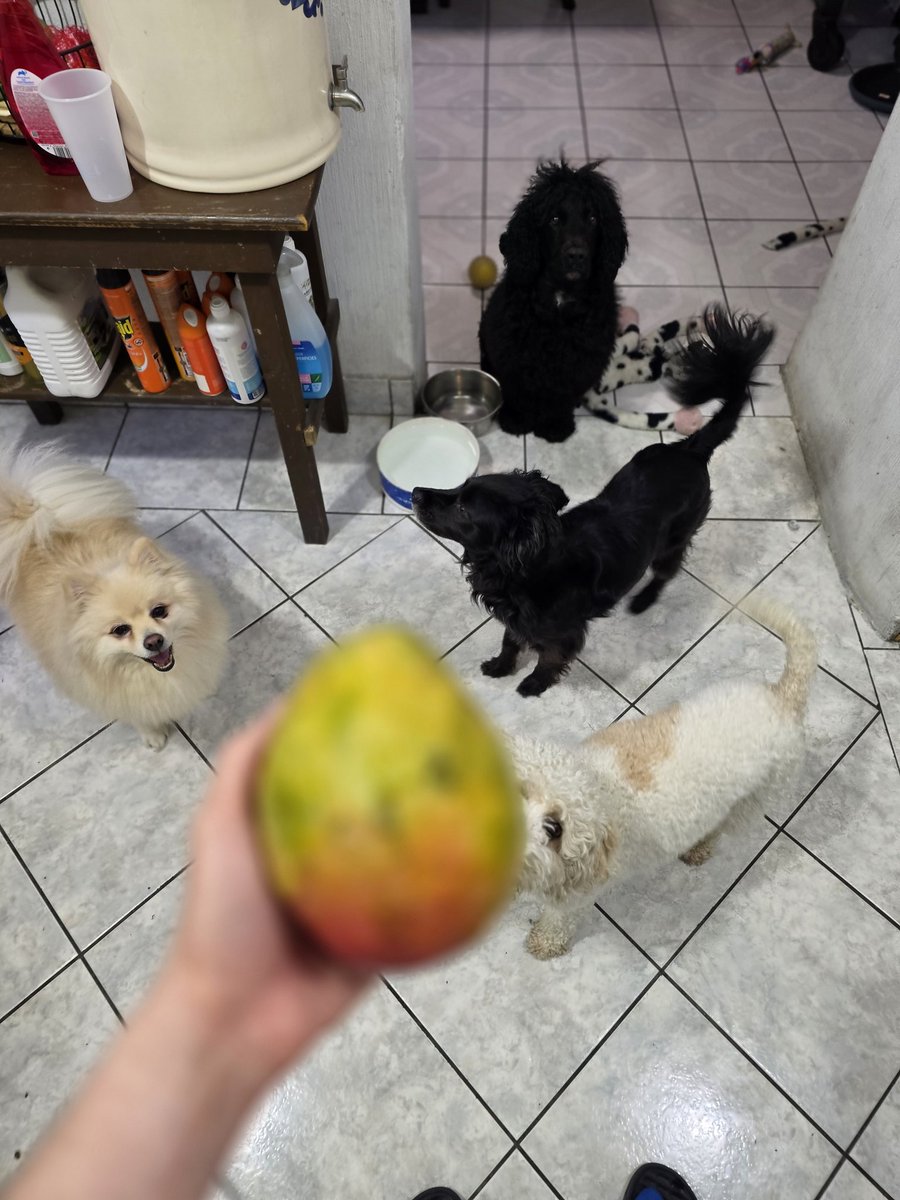 It's mango 🥭🥭 season, and we love it