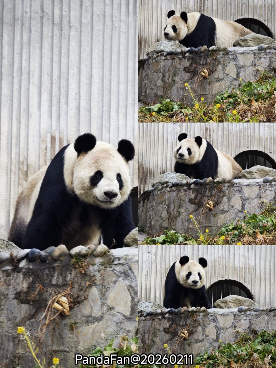 パンダコパンダ🐼 (@RiRiLOVE1513) / Posts / X