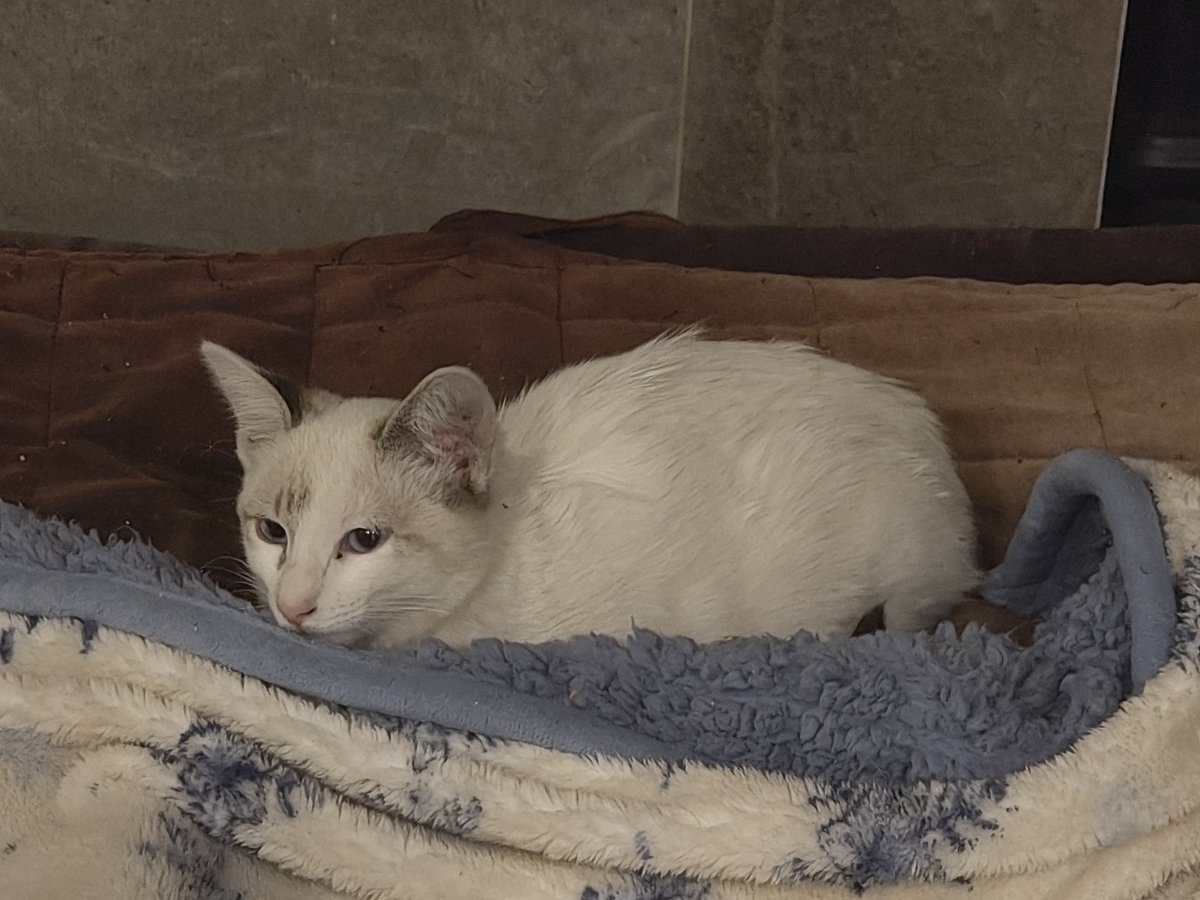 Luna y Mia son 2 hermanas mix de siamés tabby point que fueron rescatadas y ahora buscan hogar. Inf vía mensaje en X o IG  Por favor ayuda cn RT <a href="/gatitosasalvo/">🐾🐾Gatitos a salvo🐾🐾</a> <a href="/ColIndependenc1/">Col. Independencia ABJ</a> <a href="/HELA_MORE/">𝙷𝚎𝚕𝚊 𝙼𝚘𝚛𝚎 🐶</a> <a href="/VivaMascotas/">Hablemos de Mascotas</a> <a href="/Alina_Gag/">Alina</a> <a href="/MascotaCoyoacan/">Mascotas Coyoacán 🐾</a>  <a href="/vecinosnapoles/">vecinosnapoles</a>
instagram.com/reel/DUkFiM8AG…