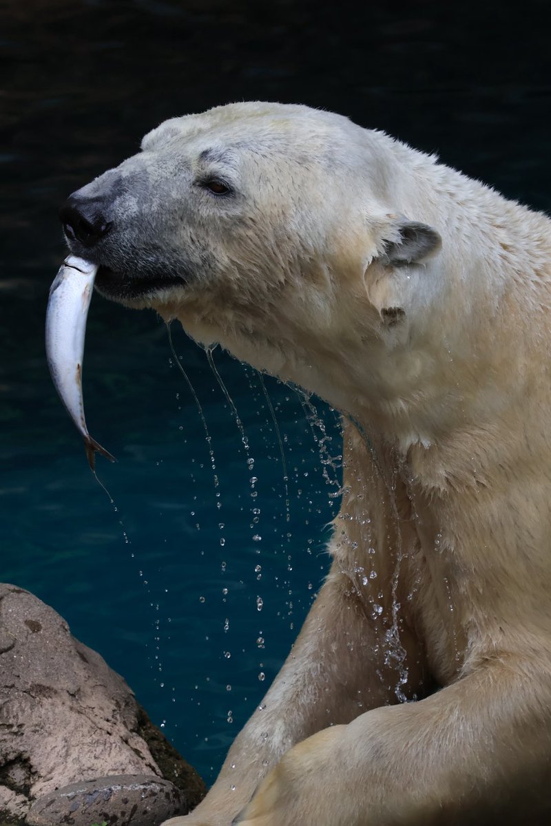 いぬかずき tweet media