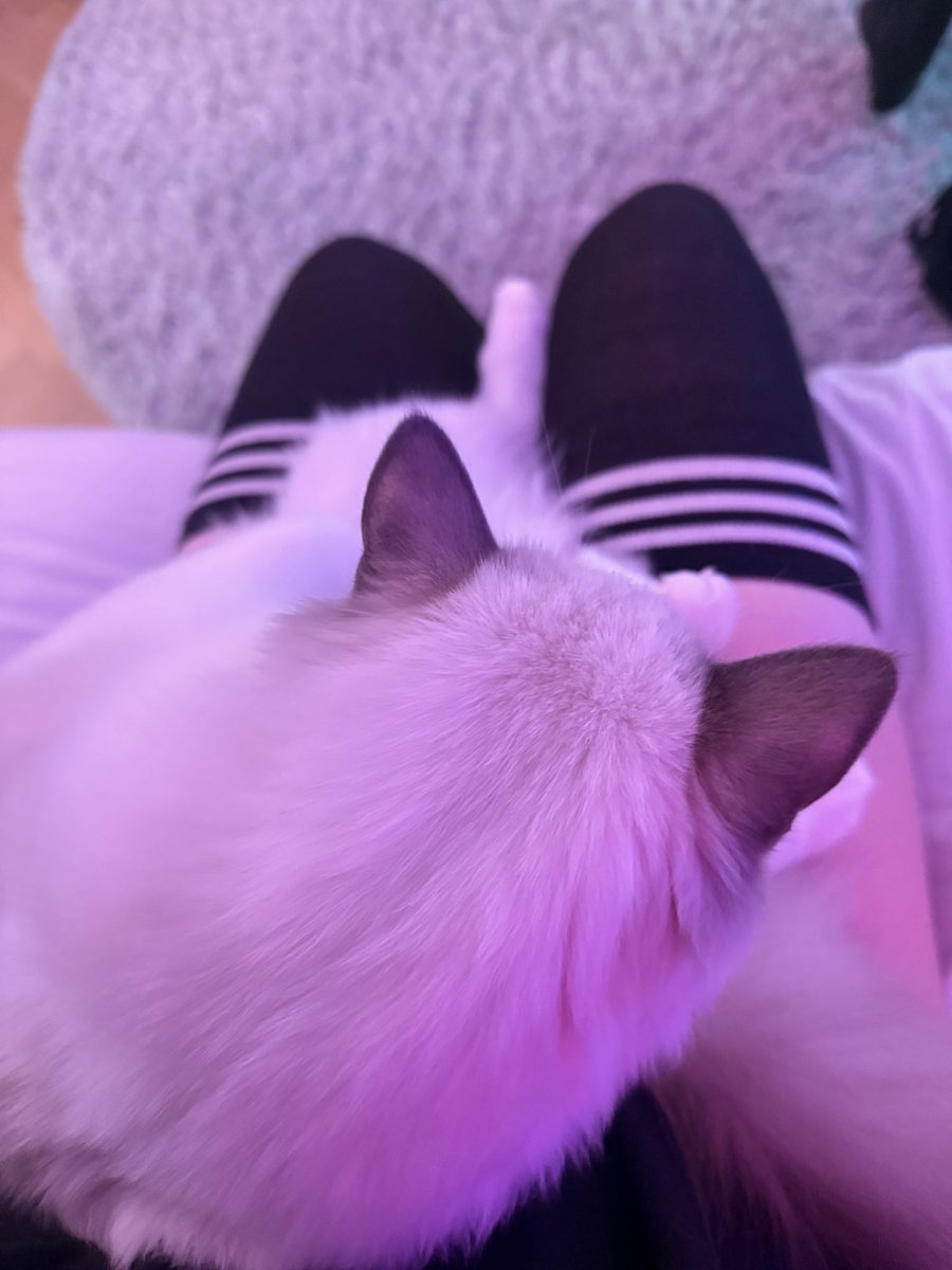 Cat on da thighs 🖤