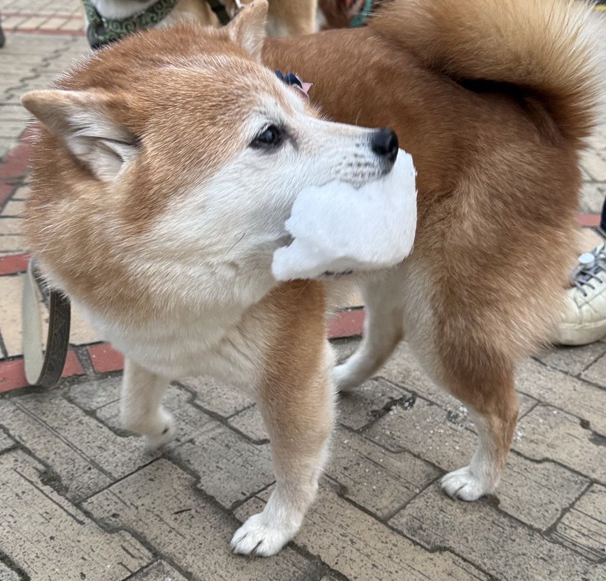 柴犬が好きすぎるで使っていいよ