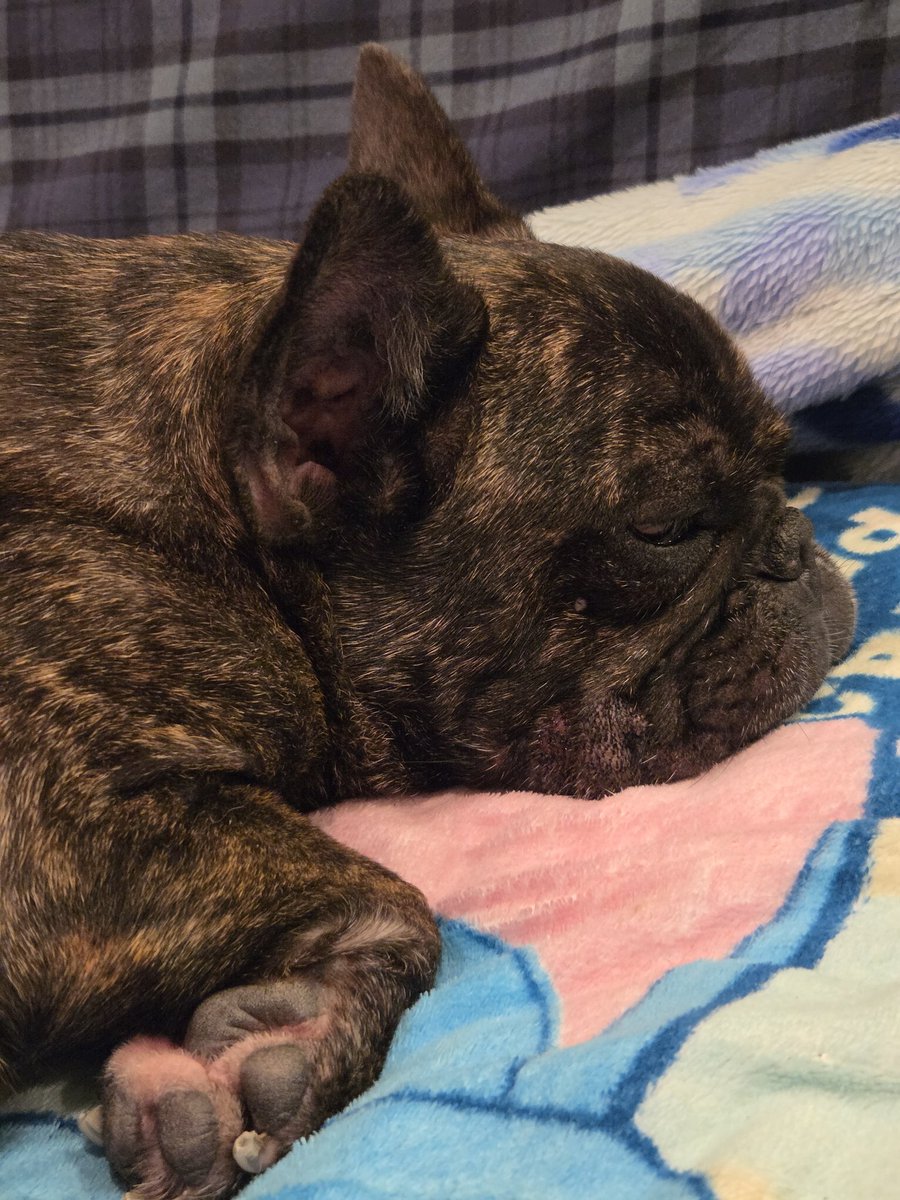 つよし🐶まる (@tsuyoshi39161) / Posts / X