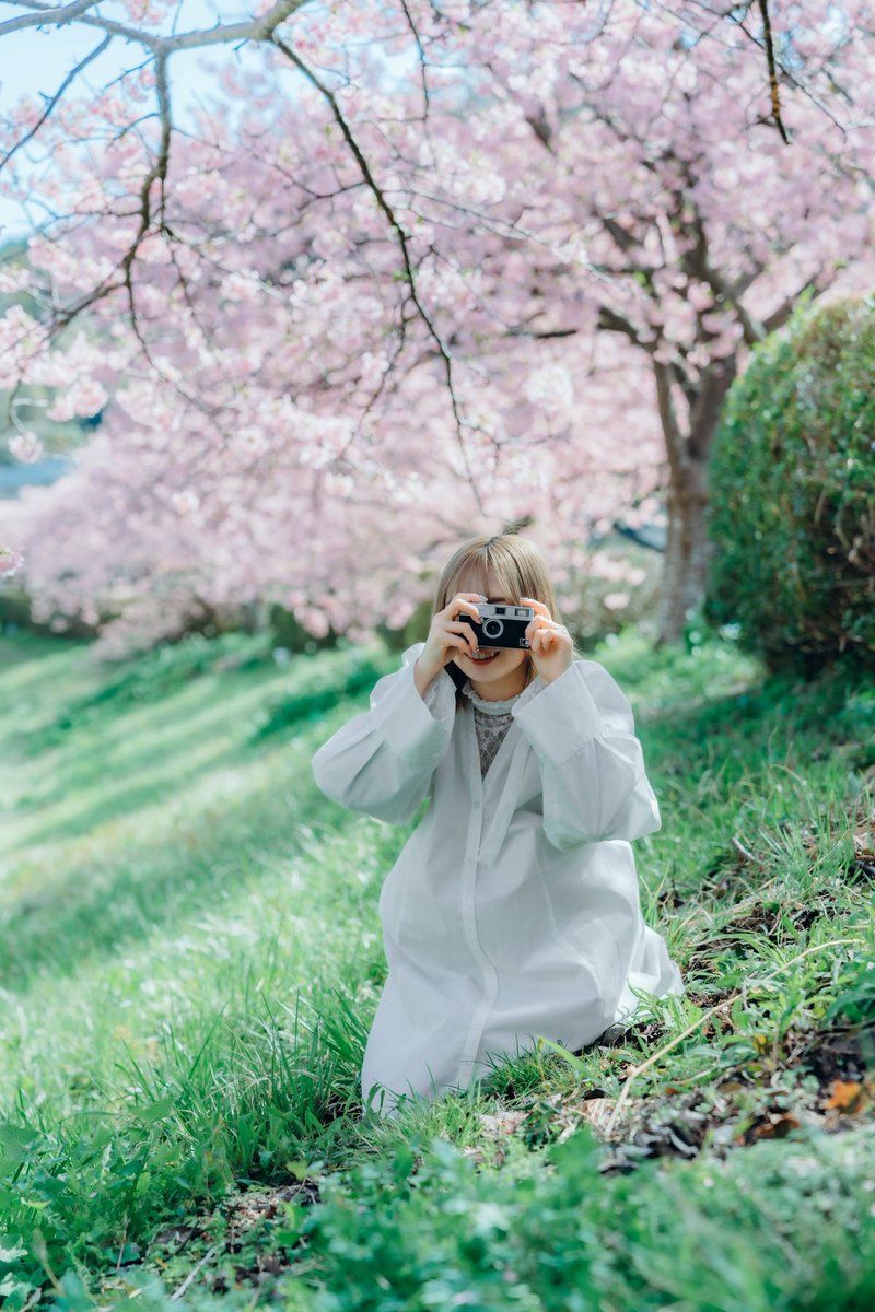 河津桜の季節ですね