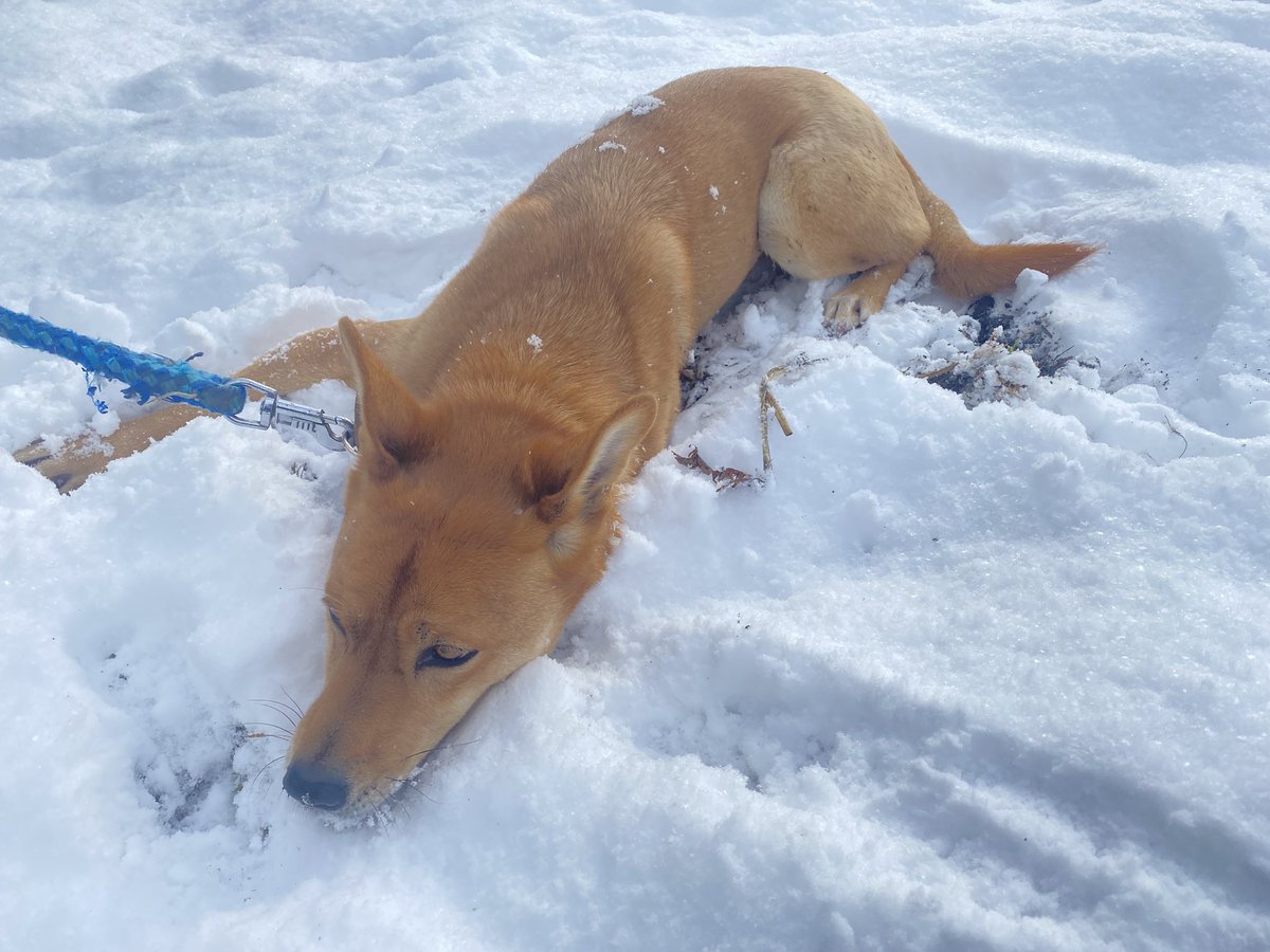 雪が珍しくてテンションが爆上がり、全力で散歩終了を拒否するやつ