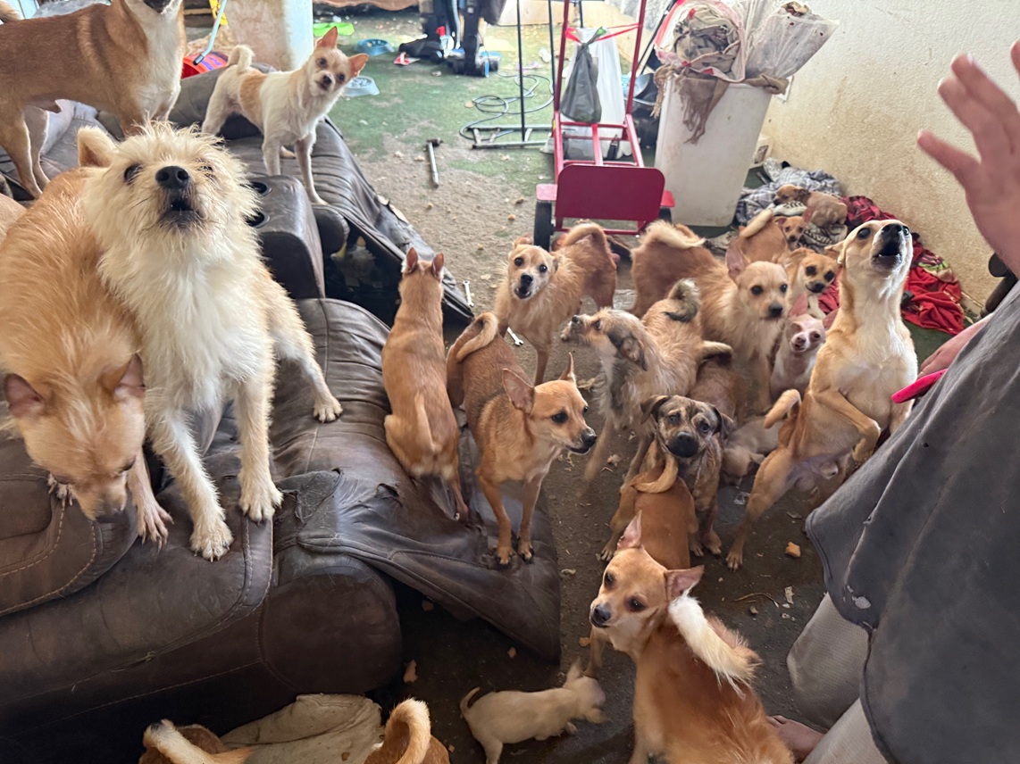 StreetDogHero's tweet photo. FOSTERS NEEDED🚨 31 Chihuahuas are coming to Bend tomorrow from a hoarding home in California! Please email jaymie@streetdoghero.org if you are able to foster. #rescuedogs #dogsofX https://t.co/IlZOxGLtS0