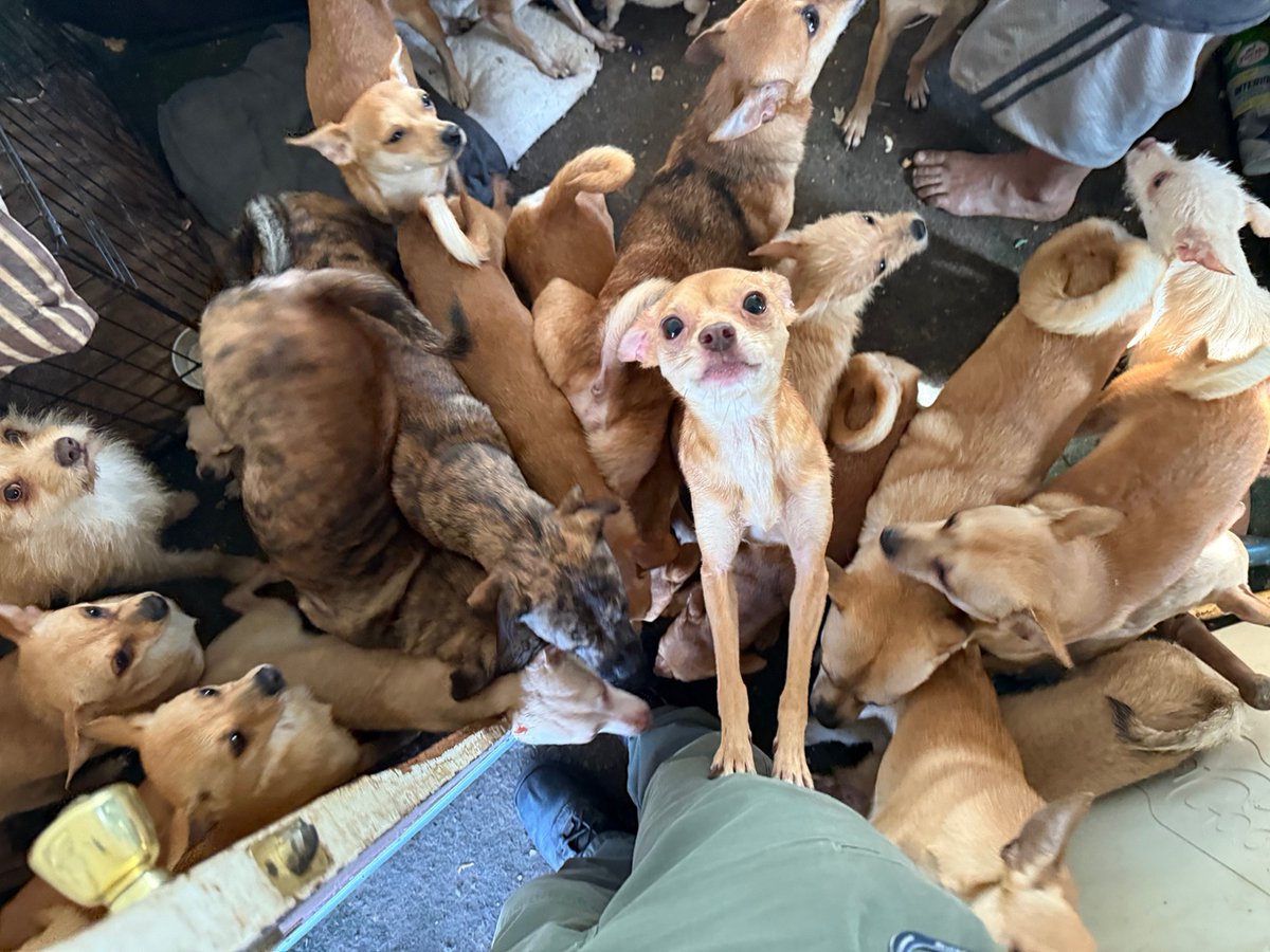 StreetDogHero's tweet photo. FOSTERS NEEDED🚨 31 Chihuahuas are coming to Bend tomorrow from a hoarding home in California! Please email jaymie@streetdoghero.org if you are able to foster. #rescuedogs #dogsofX https://t.co/IlZOxGLtS0