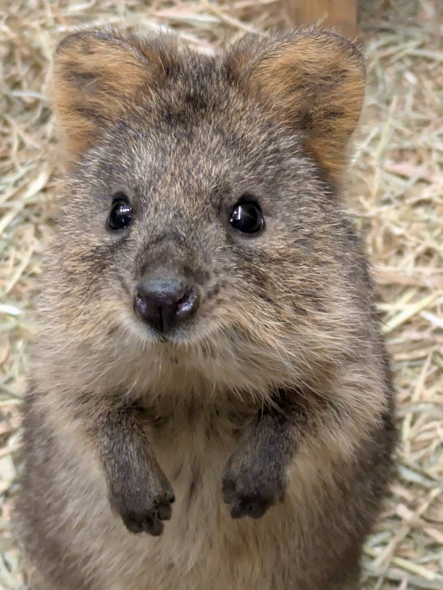 おはようございます。2月11日水曜日・建国記念の日です。
雲がかかり朝になっても暗いですね。口角の上がったクオッカをちょっとだけ真似してみませんか？気分も上がるかも…。