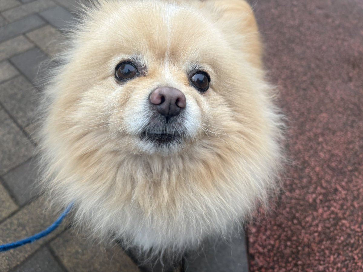 おはようございます(*^ω^*)
クゥ🐶と散歩中🐕🚶‍♂️☔️
今日もよろしくお願いします
良い1日をお過ごしください( • ̀ω ⁃᷄)✧🌺
#愛犬 #散歩 #犬のいる幸せ #犬のいる暮らし #JakeMFF #ポメラニアン