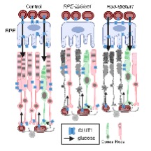 Michael F. Chiang, MD tweet media