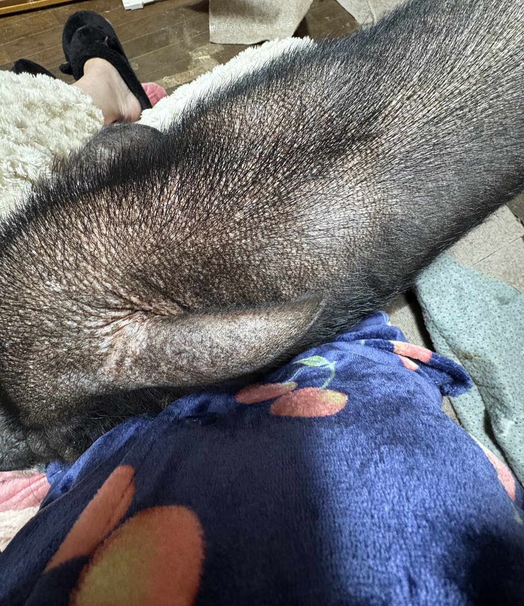 重たくなってきたからもう膝に乗せられないんよ(´･🐽･`)