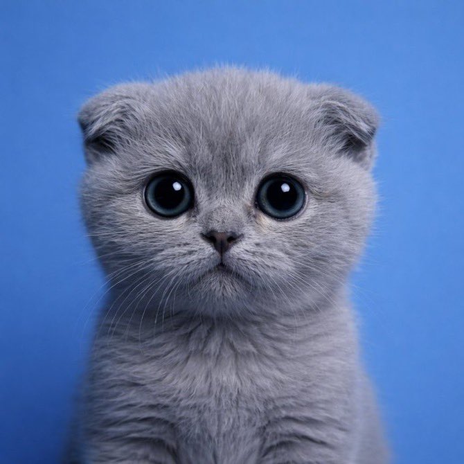 Codecipher tweet media