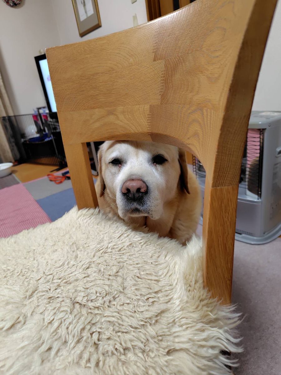 犬を覗いている時、お前も犬に覗かれているのだ。