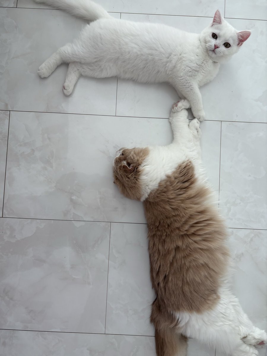 あざらし🦭 (@azarashi_MIX) / Posts / X