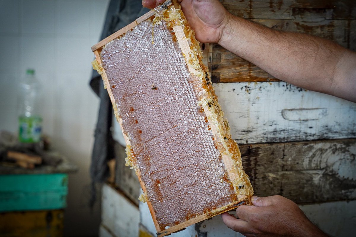 Un cooperativismo fortalecido sostiene a las y los productores y a las comunidades.

En Tapalqué, junto a <a href="/gcocconi/">gustavo cocconi</a> , visitamos la sala de extracción de miel en la que trabaja la Cooperativa Apícola TPQ.