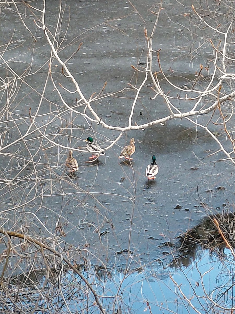 7lostinthewoods's tweet photo. waiting for the pond to thaw https://t.co/jgtSSZLBry