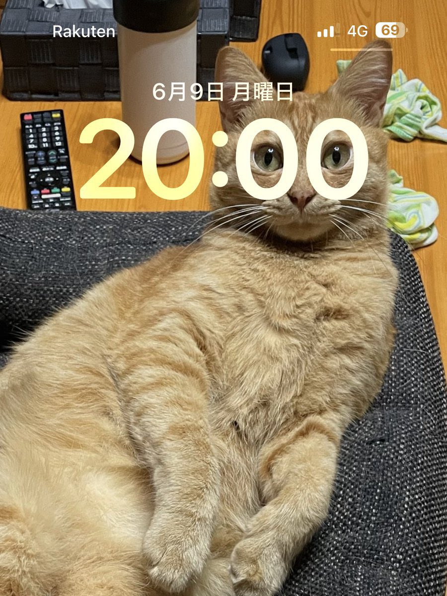 💖 (@twaniimals) on Twitter photo 