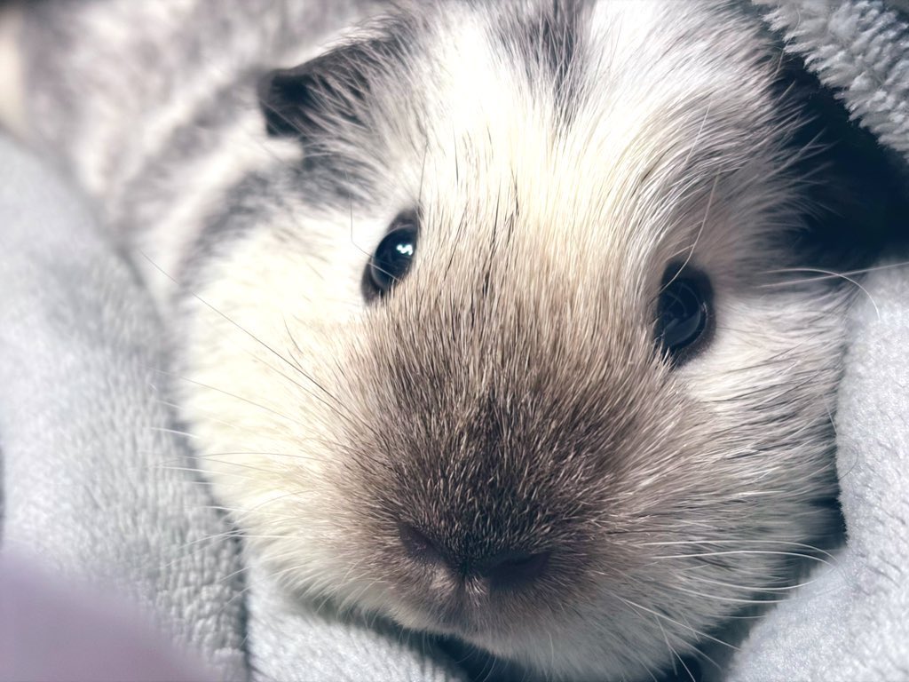 生後半年だけどまだまだちいこい もちょ

🐨💭（ばぶは のんびり）（ふかふか すき）