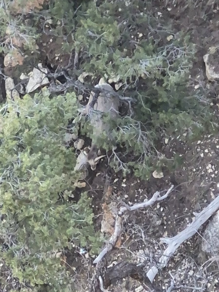 We saw some friends in the Canyon