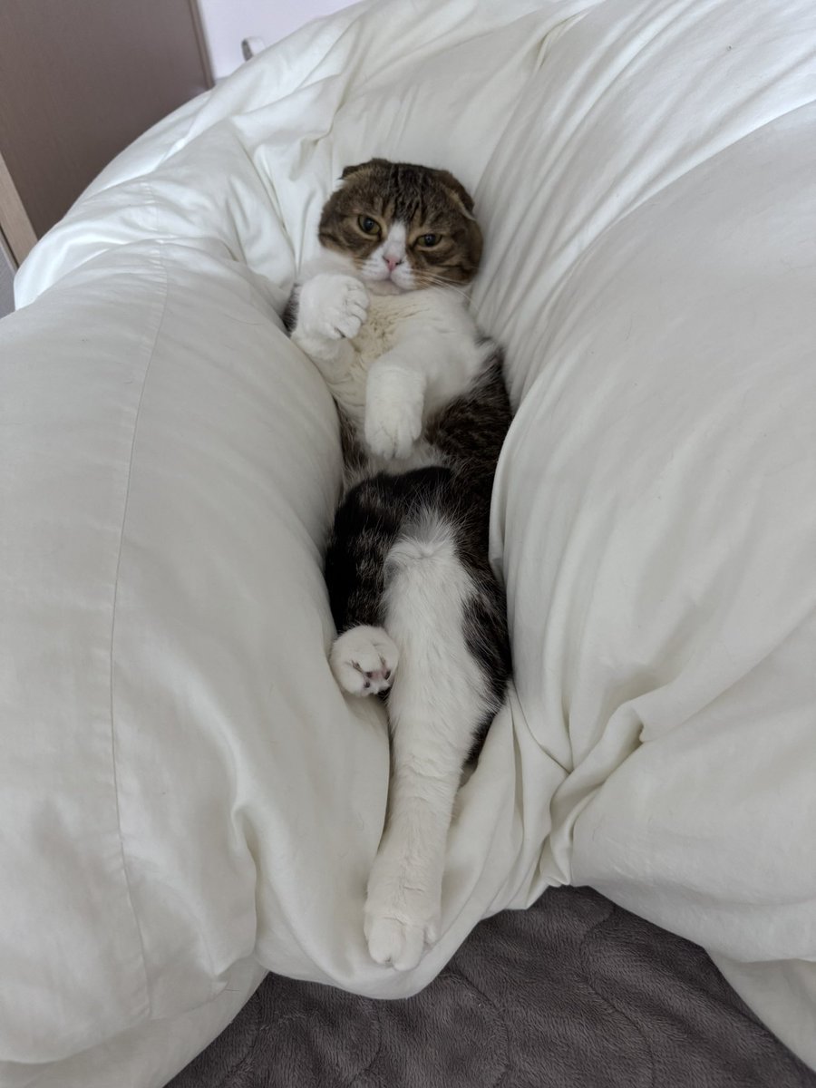 朝起きたら猫が気持ちよさそうな隙間で寝てた