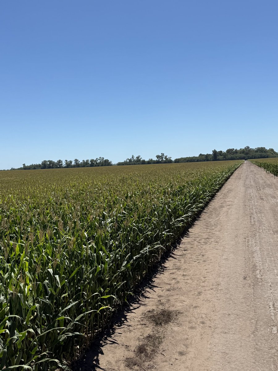 Fernando Perea Muñoz tweet media