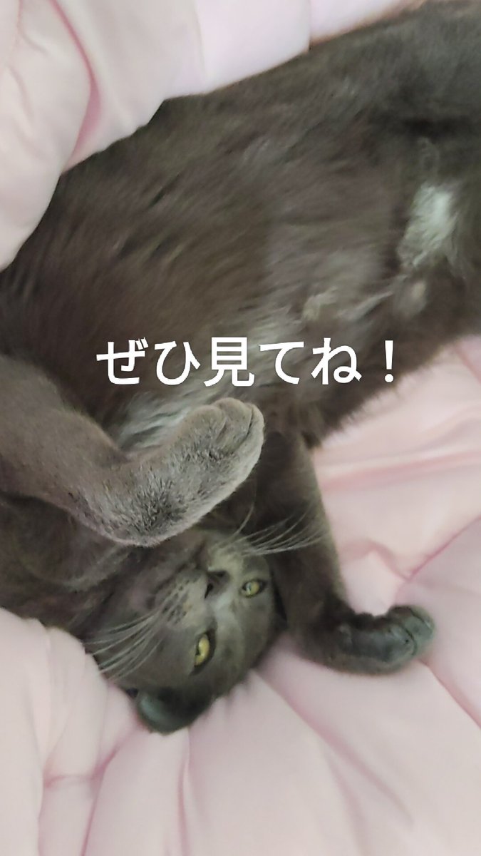 うちの子が可愛すぎてインスタアカウント開設しました🐈‍⬛ ͗
instagram.com/roy_graycat?ig…