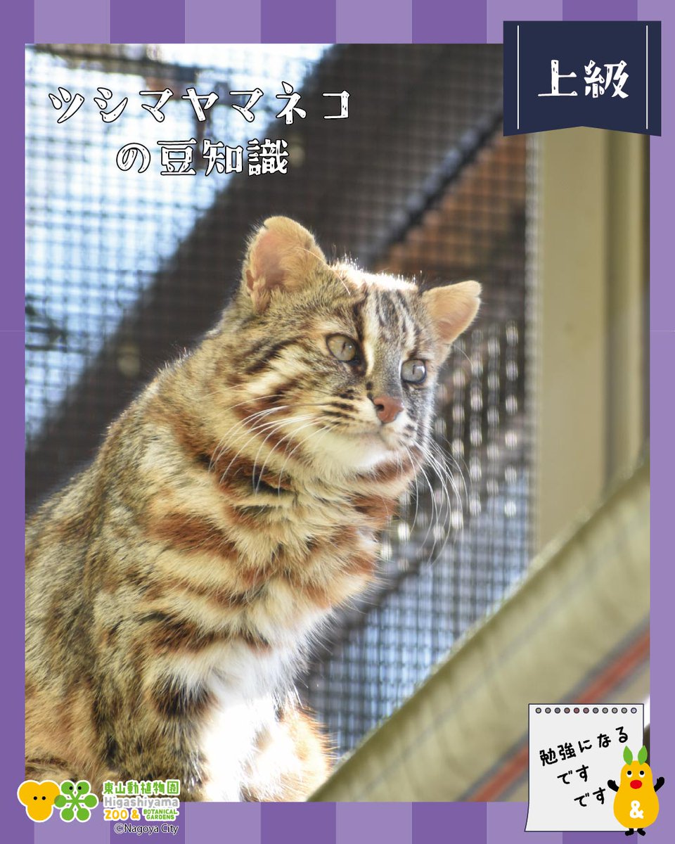 【中古】 ツシマヤマネコの百科 動物百科『ツシマヤマネコの百科』 | 猫好きが読んだ千冊の本