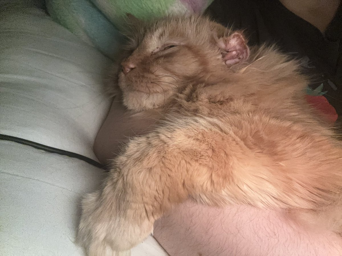 Clibble🇵🇸 tweet media