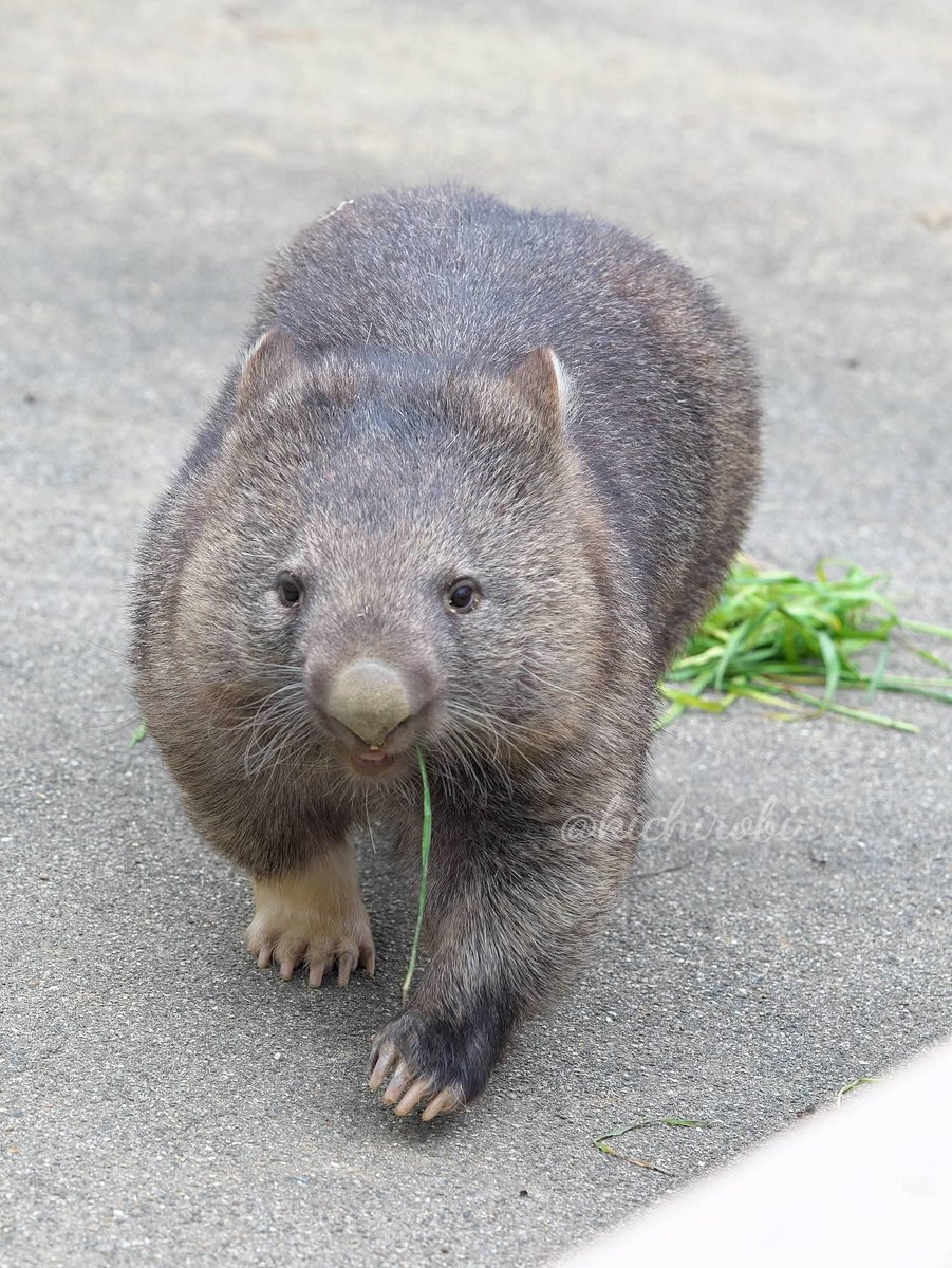 ワインさーん
37歳おめでとう

青草あげるわ、これどうぞ

ユキちゃん……
一本なの？？
後に束が……

#ユキ　#ユキちゃん　#yuki　#五月山動物園 　#池田市　#ウォンバット　　#wombat　#wombatlove　 #satsukiyamazoo