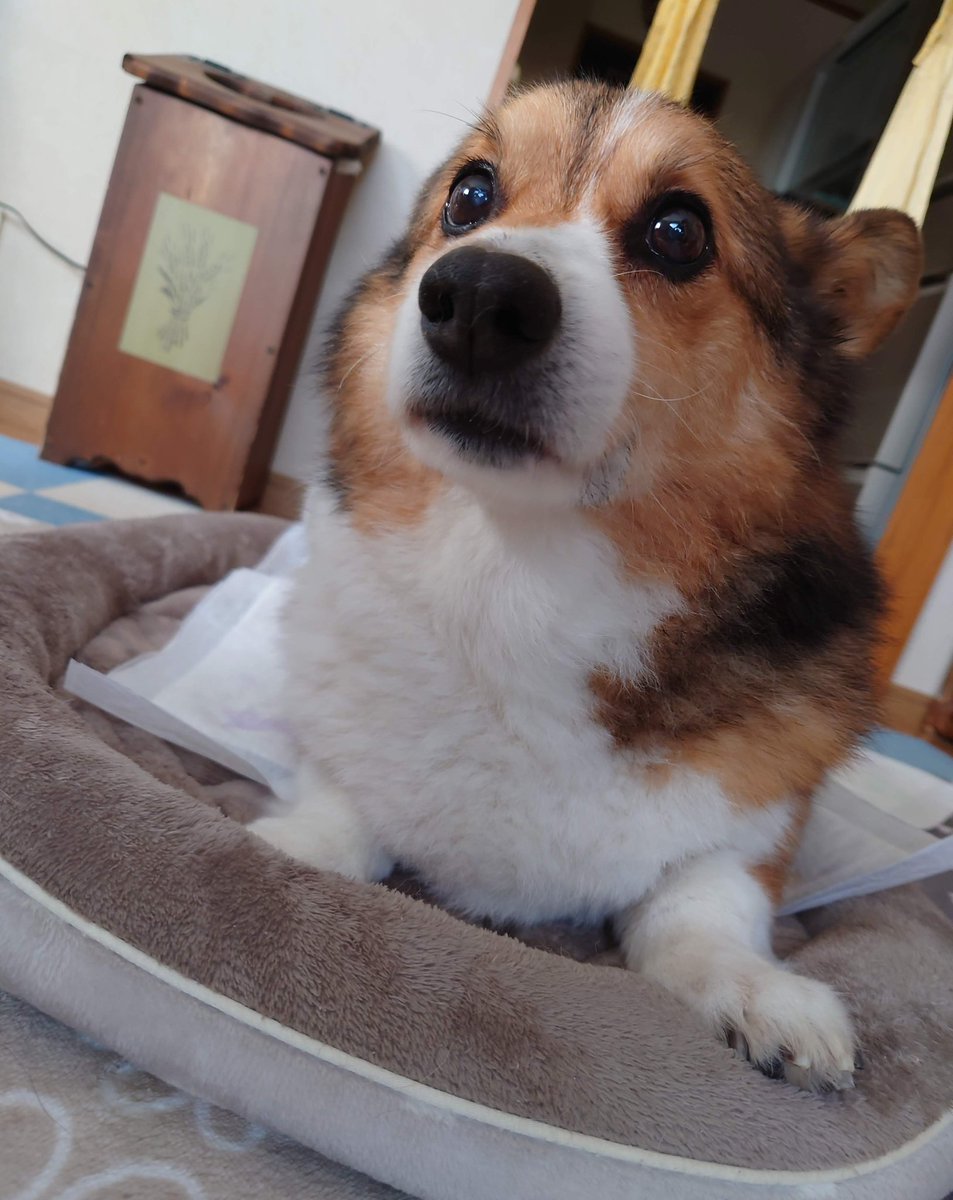 リッキー🐶🌈❣️おはよう😊
#お空組 #リッキー🐶