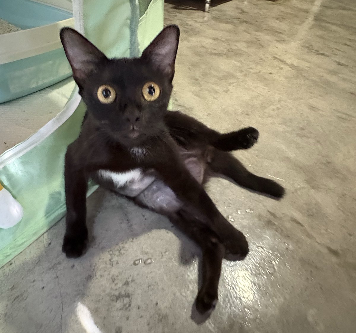 Selamat Pagi kawan2, boleh tlg share tweet ni tak? Ari needs a second surgery asap and any amount truly helps reach our goal for the deposit 🙏🥺 

Thank you so much ❤️