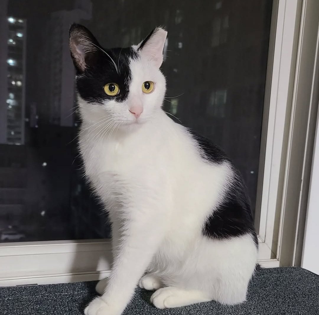 Salty_and_Navi's tweet image. 고양이를 찾습니다 
2024년 9-10월무렵 보호자 사망으로 인천의 사설보호소로 보내졌다고 합니다
구조자님 애타게 찾고 있어요 #알티 #RT 부탁드립니다🙏
코숏 5세 이상 
암컷
짧은 꼬리 
흰 털 비중 많은 턱시도