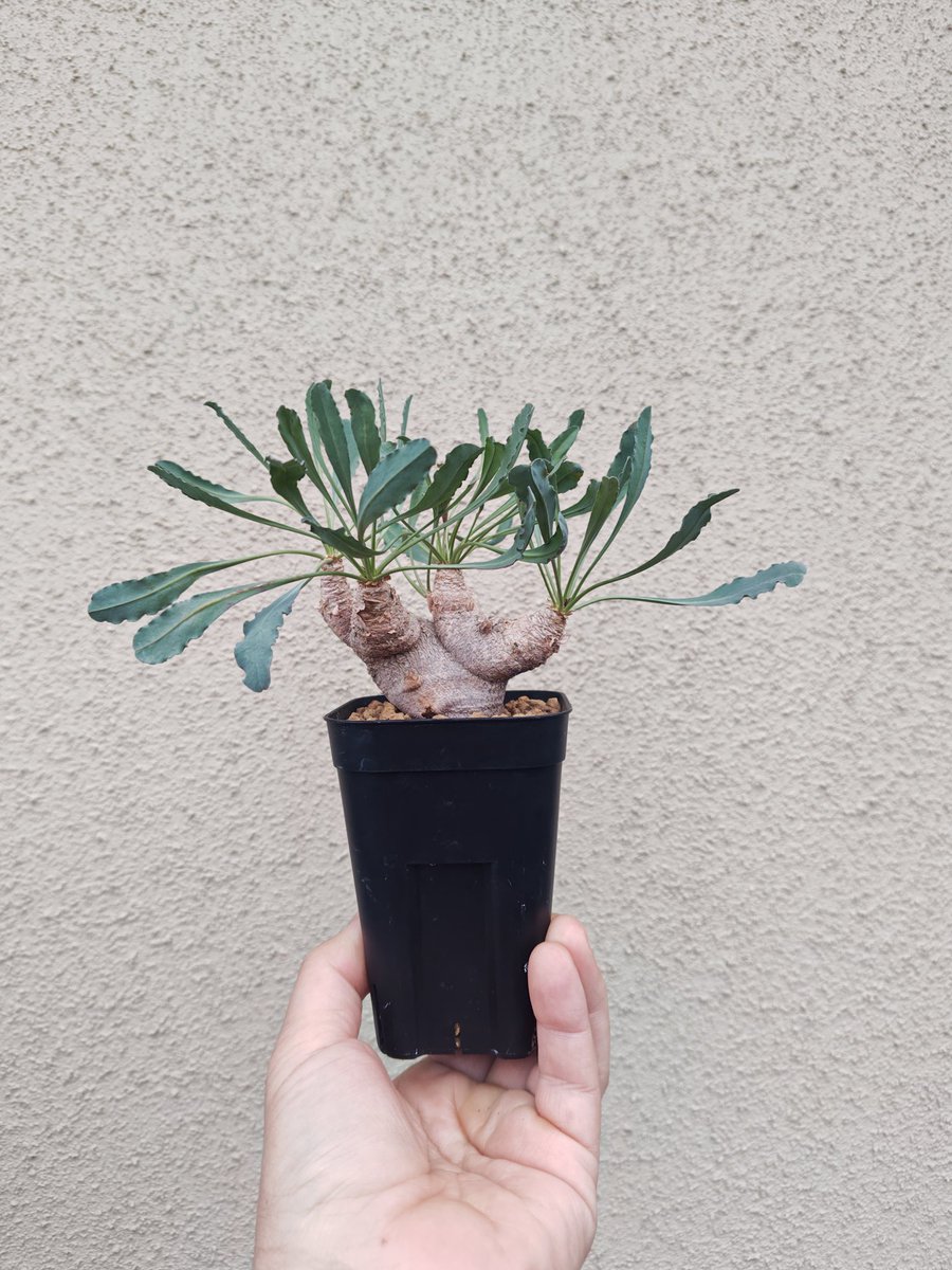 オマメプランツ (@omame_plants) / Posts / X