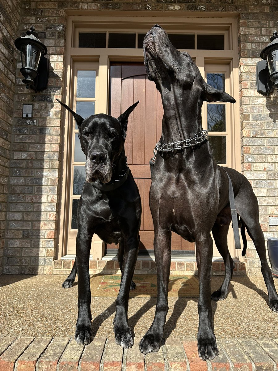 The Panic tweet media